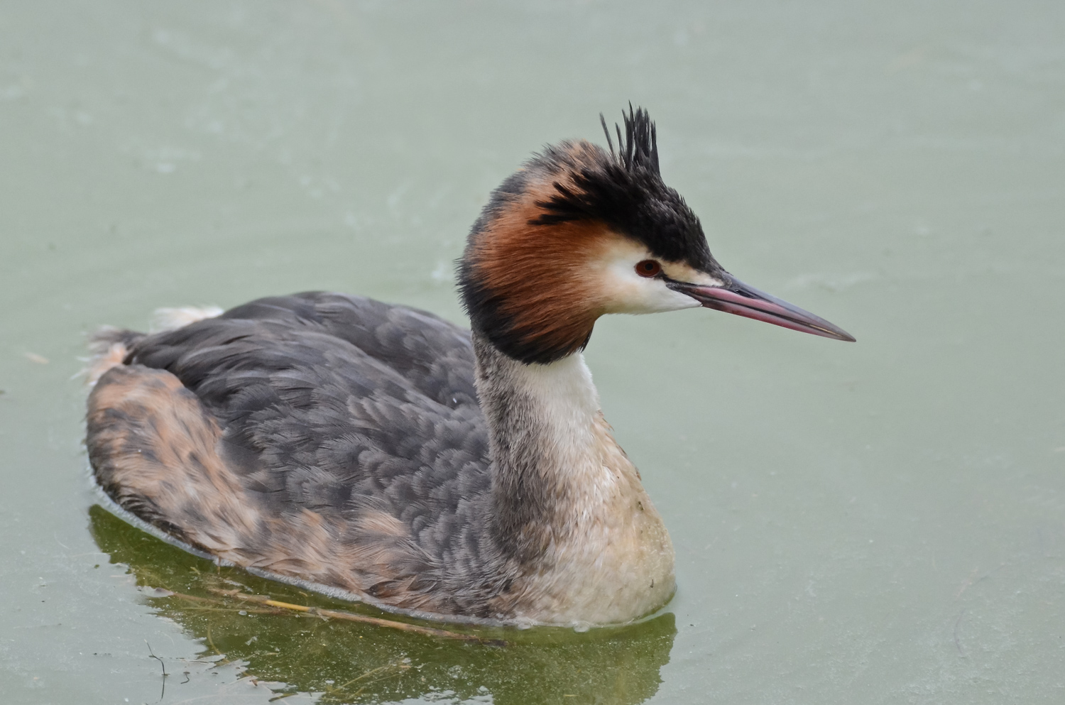 A tu per tu con lo svasso maggiore...