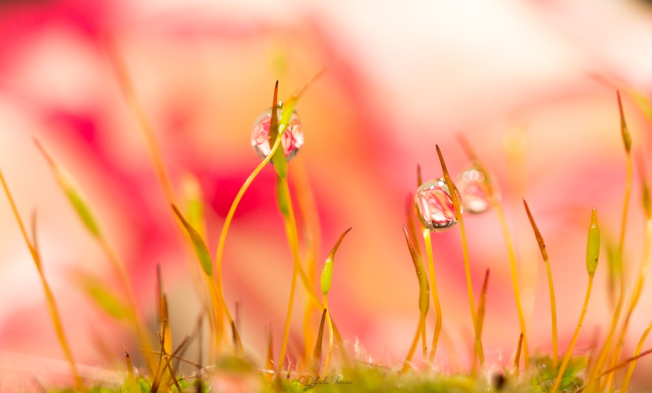 Drops in the little world