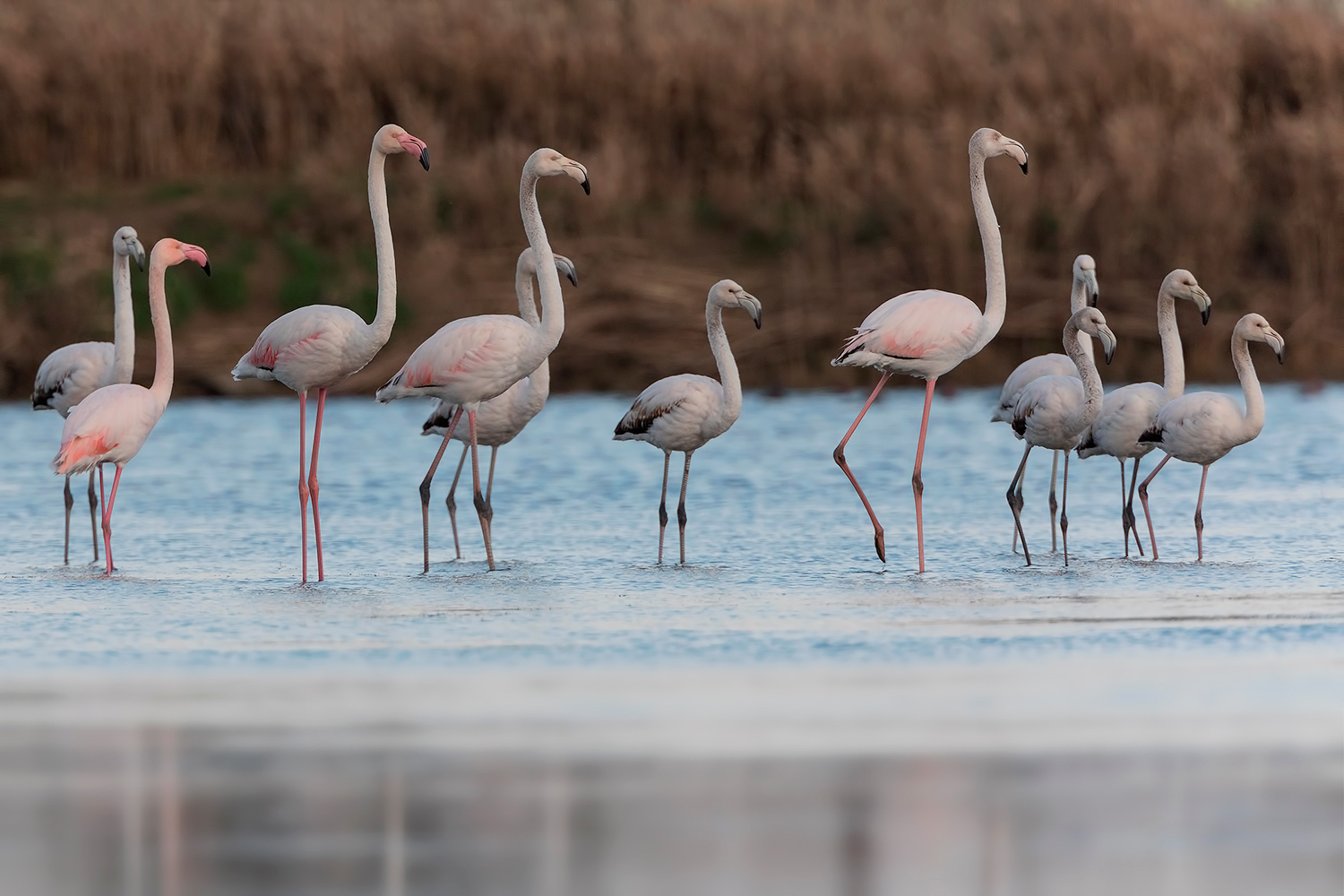 un po' di fenicotteri....