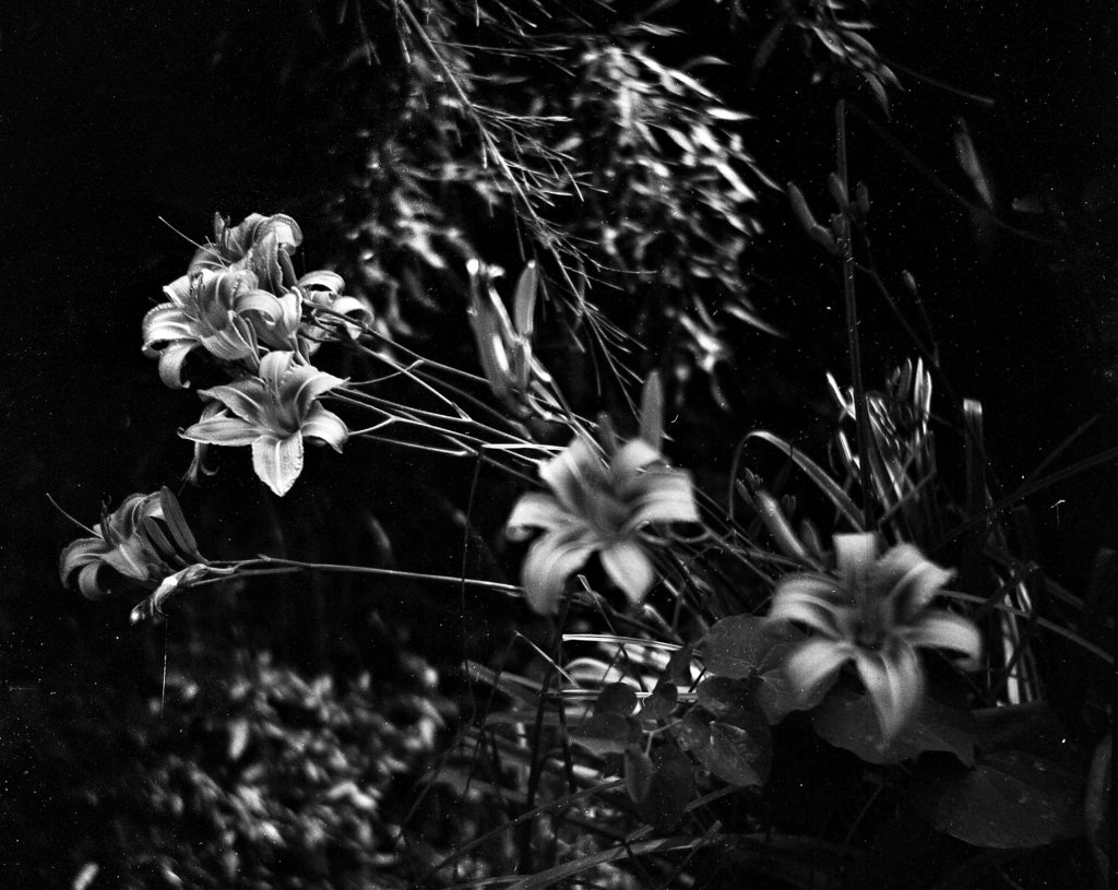 gigli selvatici  ;/)