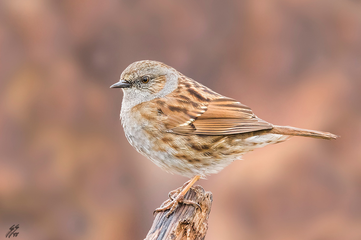 ..passera scopaiola..