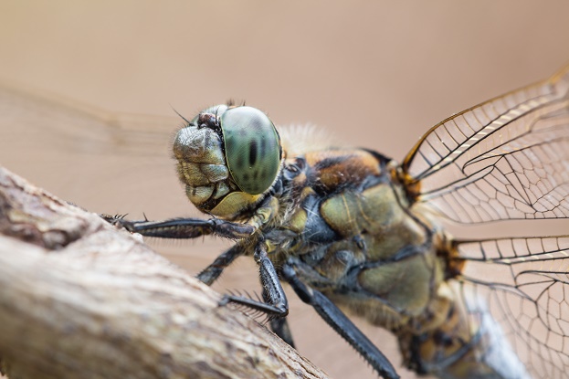 Non � bello ma....