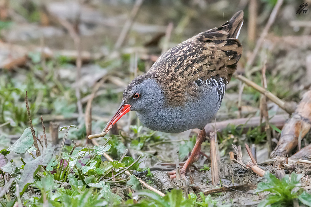 ..porciglione con preda..