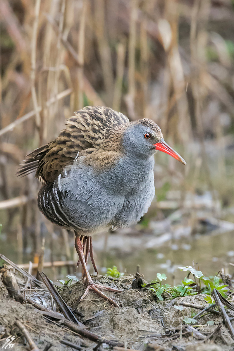 ..la scrollata del porciglione..