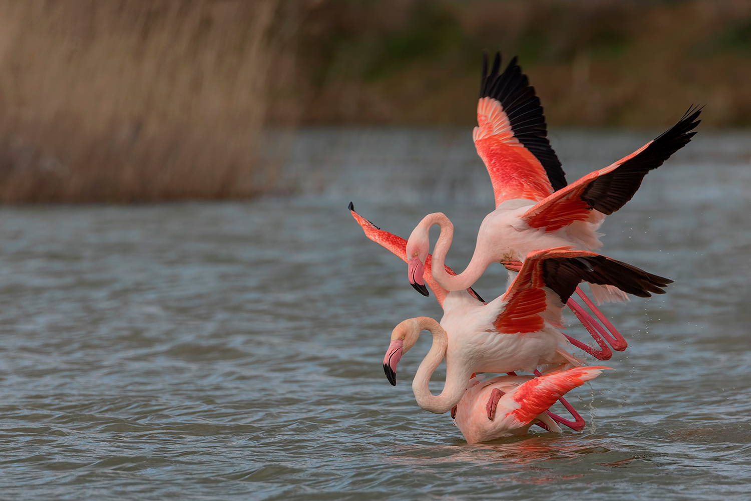 il triangolo noooo...non l'avevo considerato...