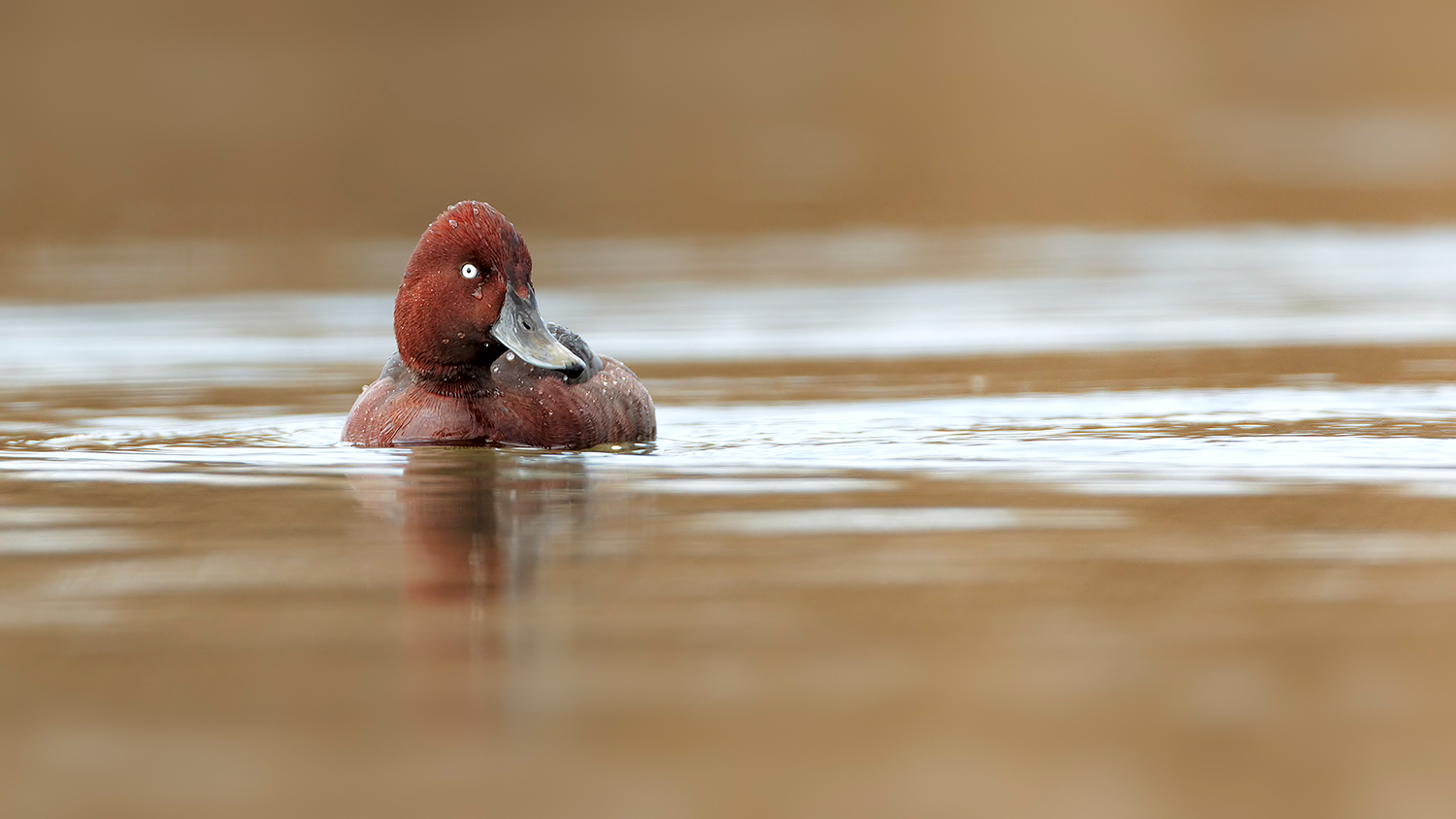 L'occhio della Moretta tabaccata