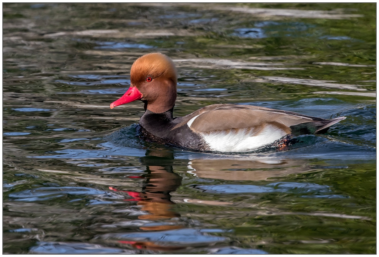 Fistione Turco in Tecnicolor