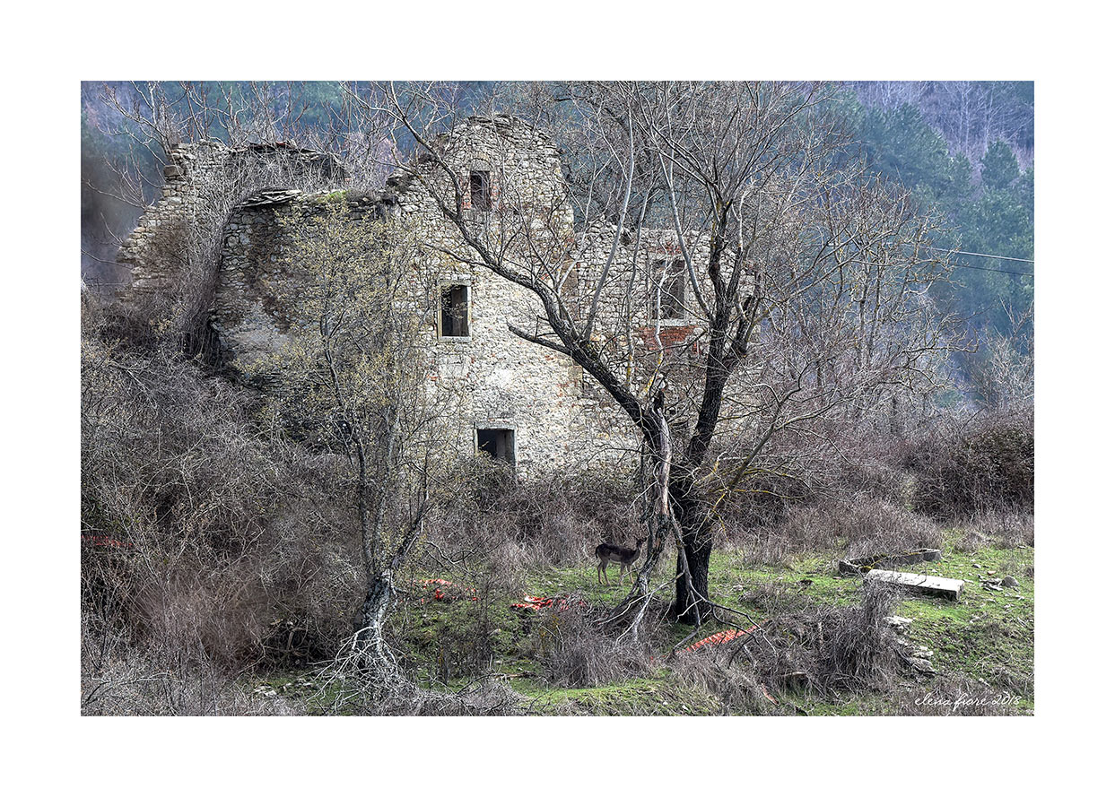 C'era una volta in un bosco un giovane daino....