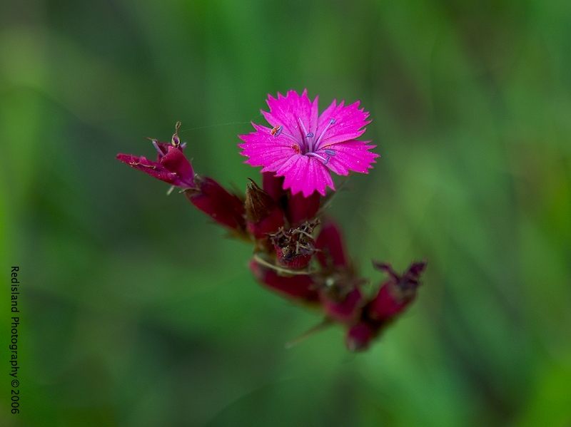 Dianthus carthusianorum - Garofano dei Certosini