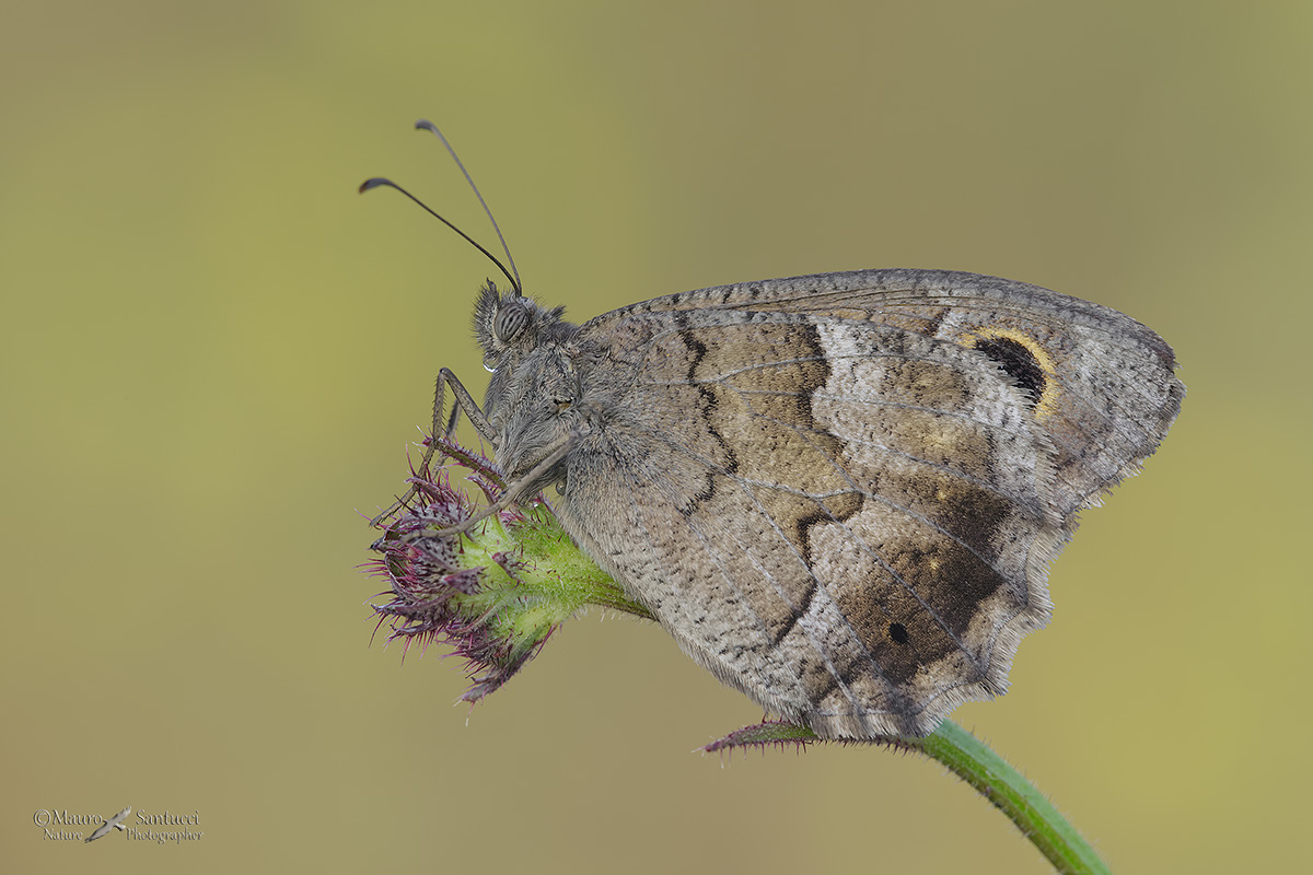 Hipparchia statilinus