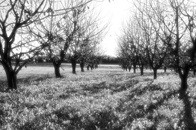 Paesaggio infrarosso