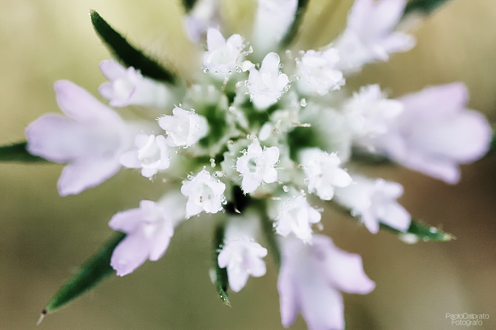 Non faccio foto di fiori