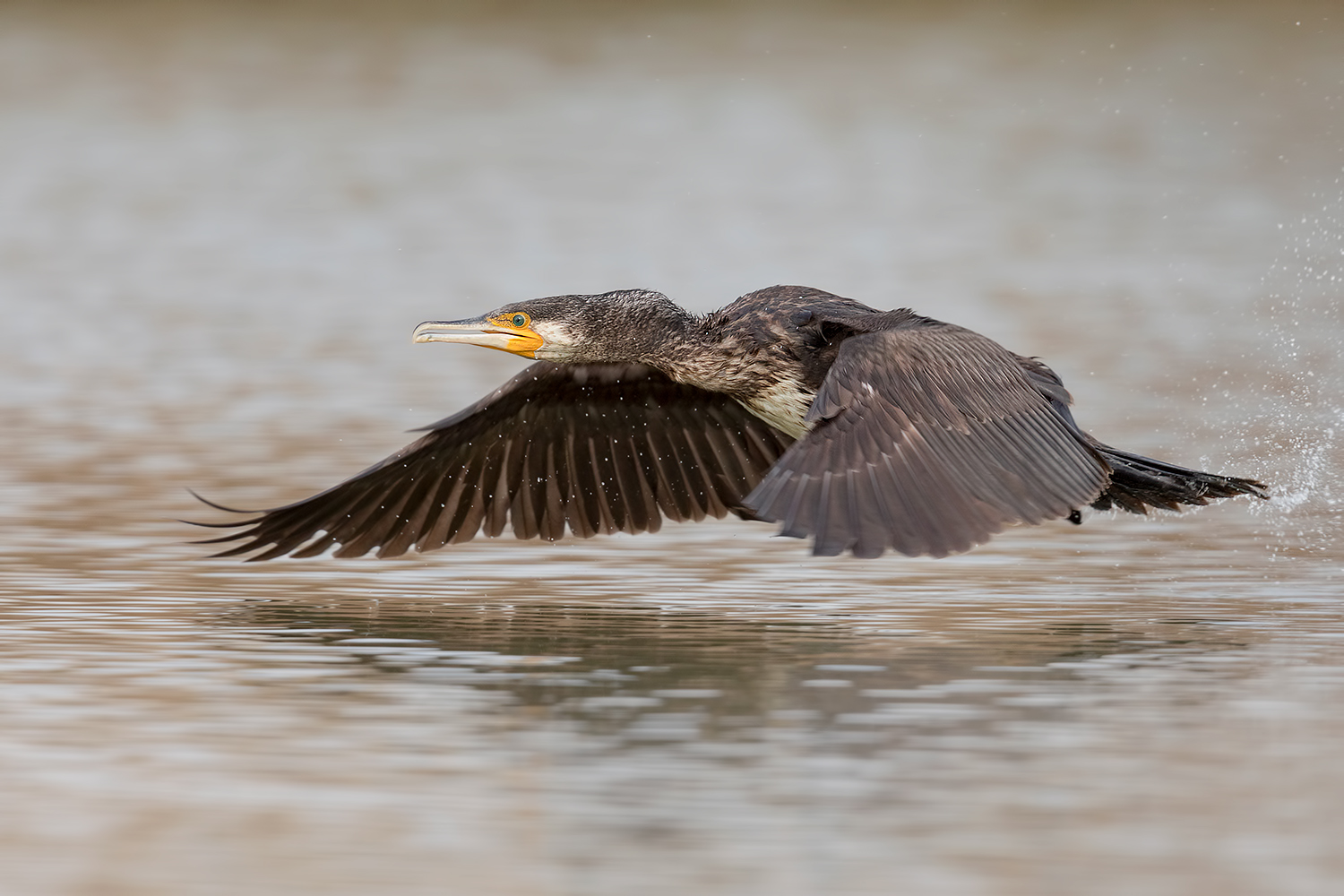 Cormorano !