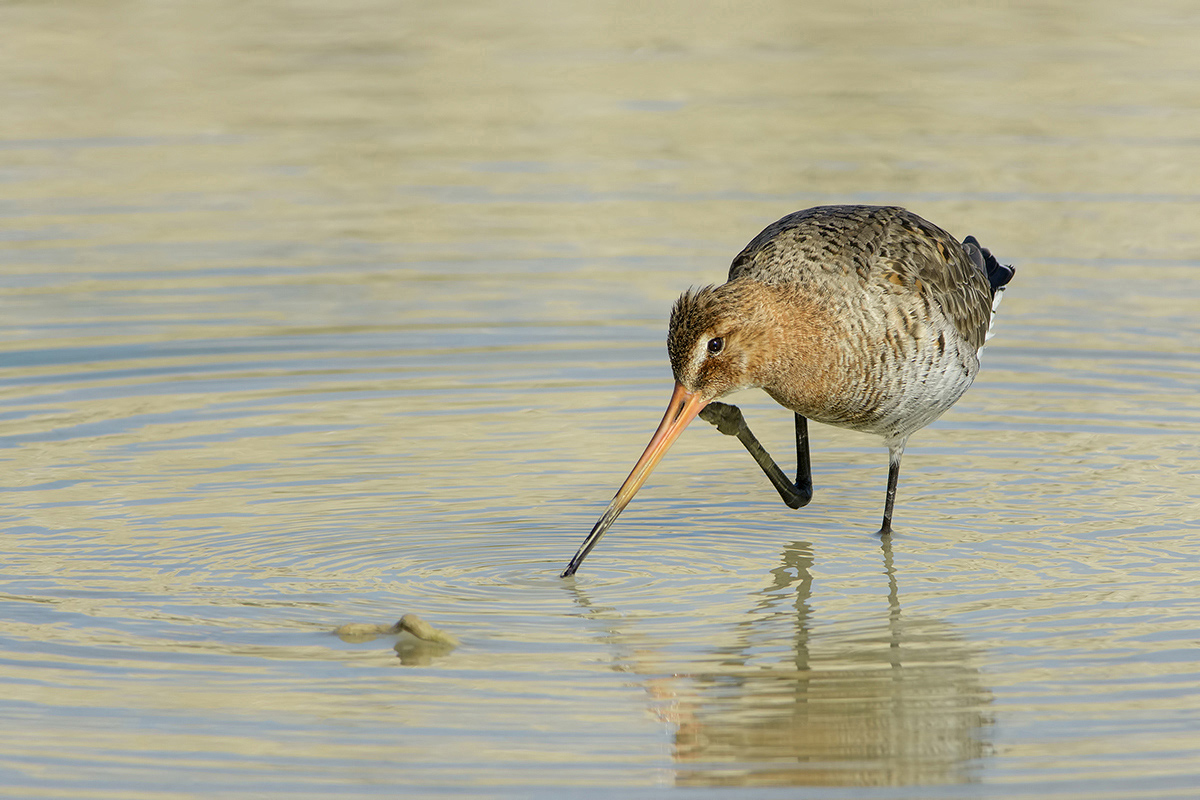 Pittima reale (Limosa limosa)