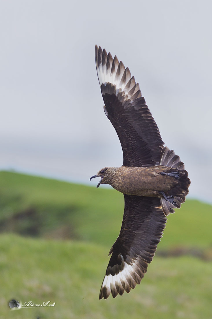 stercorario maggiore