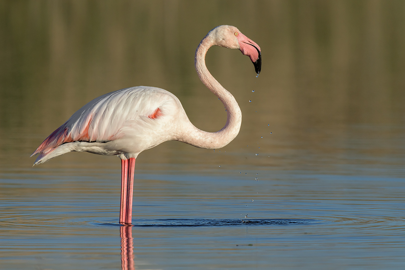 Flamingo