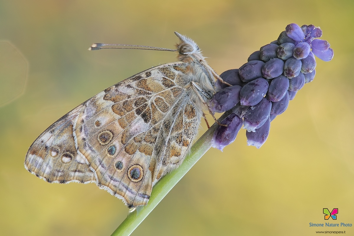 Venessa del cardo....