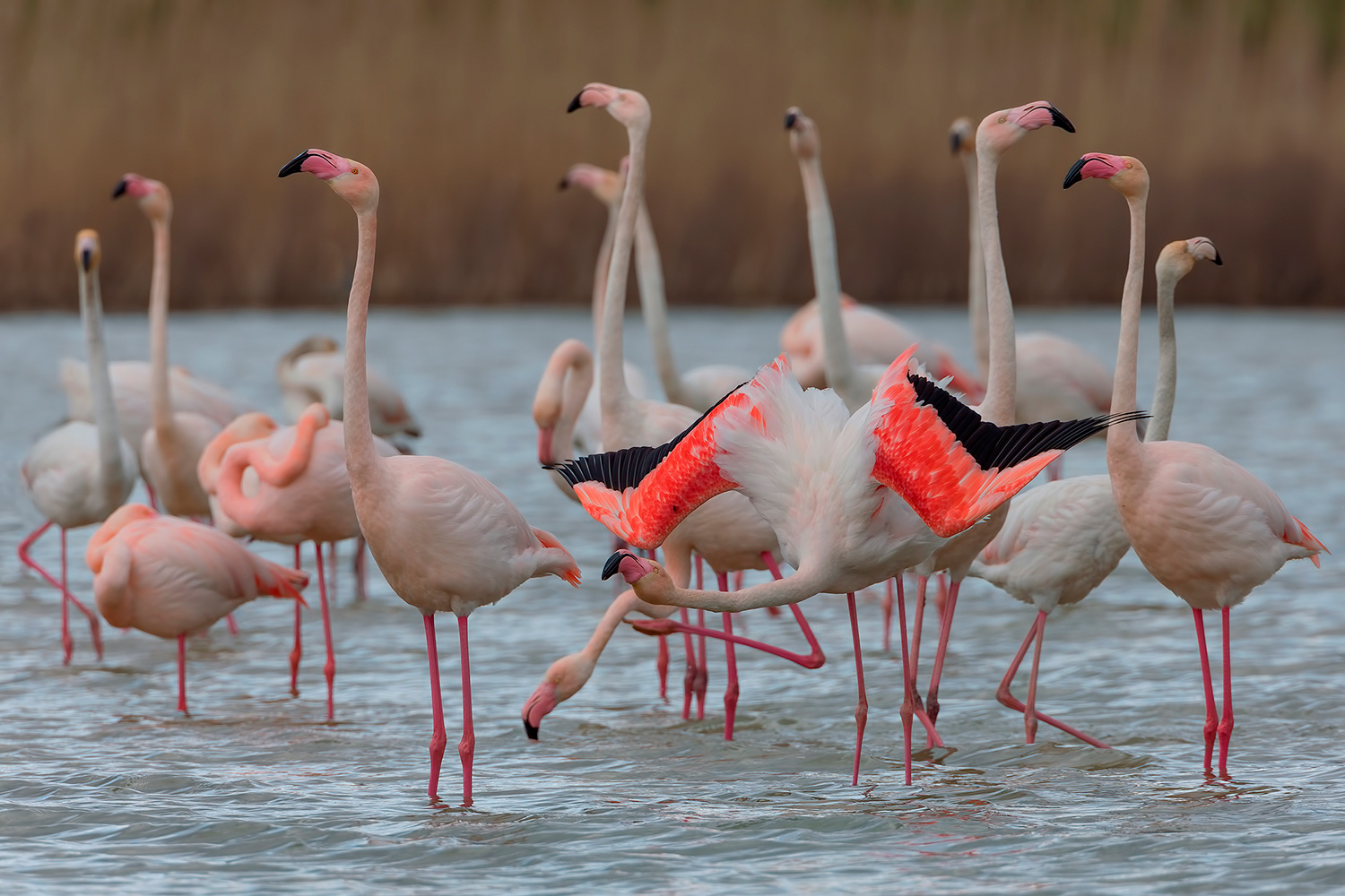 fenicotteri ovunque....