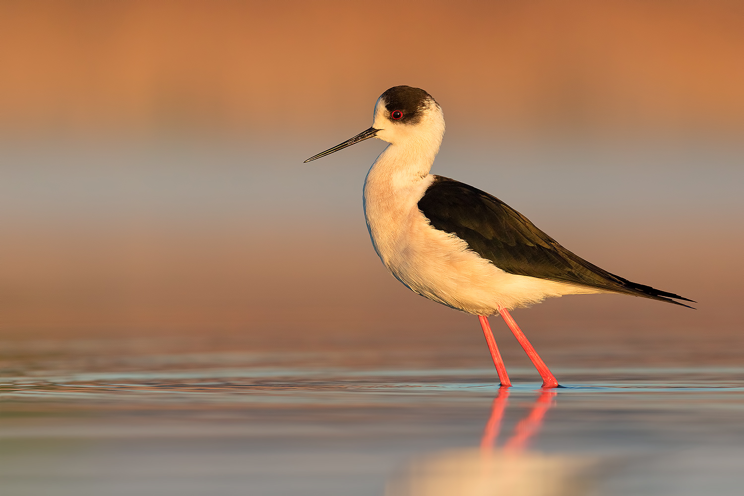 L' Ancillotto - Il primo Cavaliere  (2018)