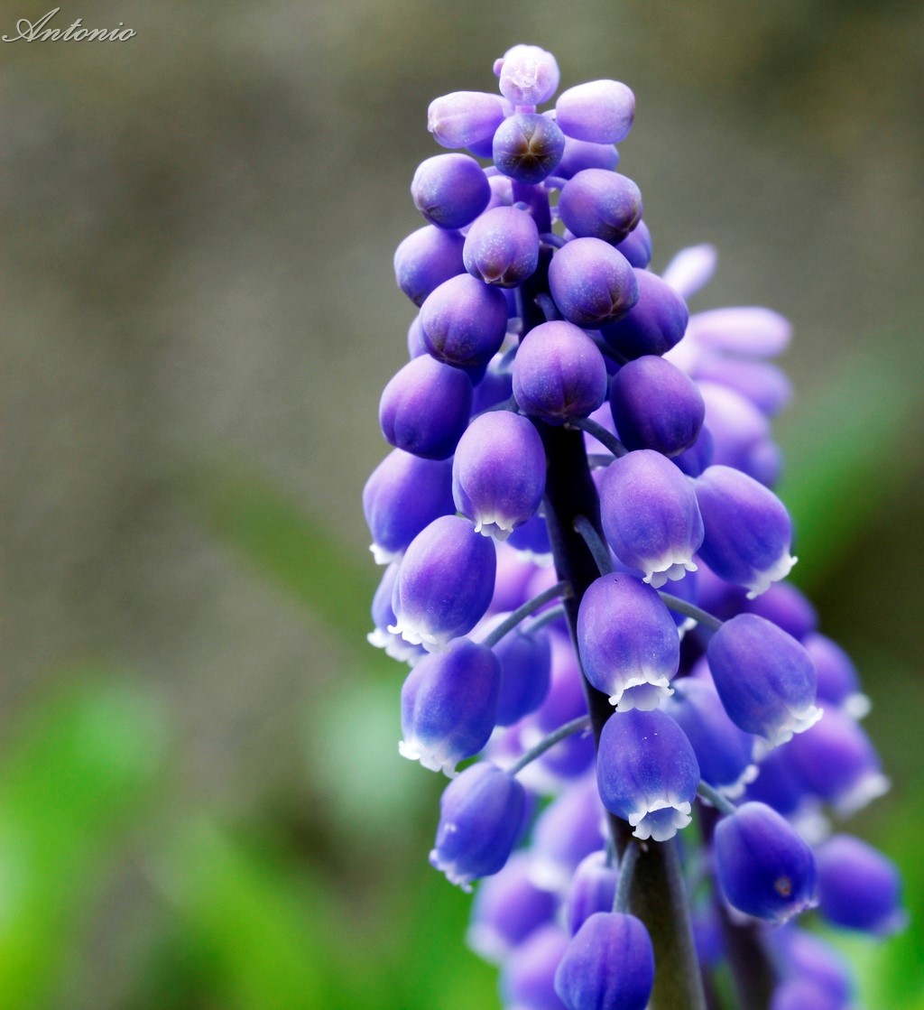 muscari