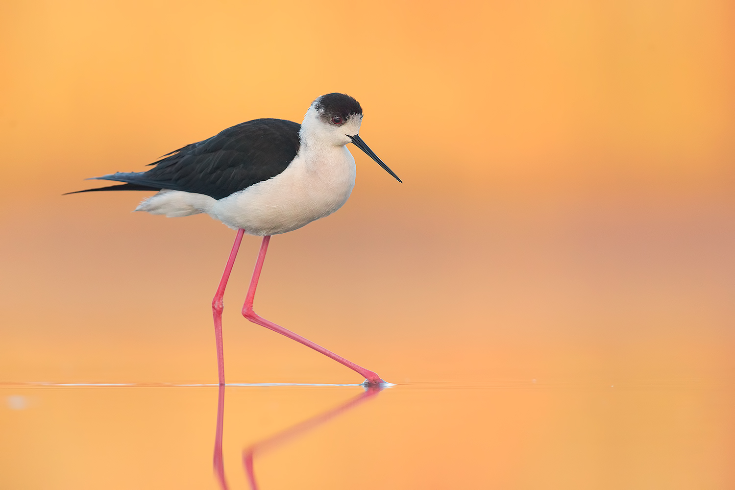 Siamo Cercatori d'Oro !!!!