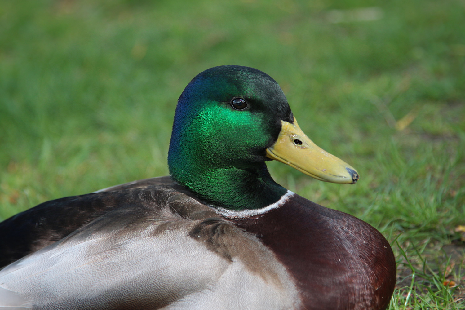 Anas platyrhynchos - Ritratto in posa