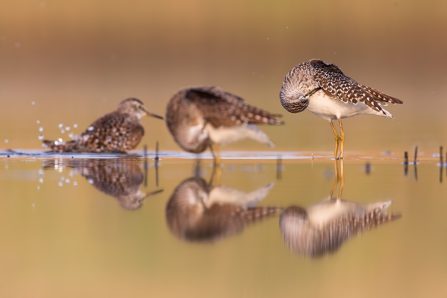 L'allegra combriccola !