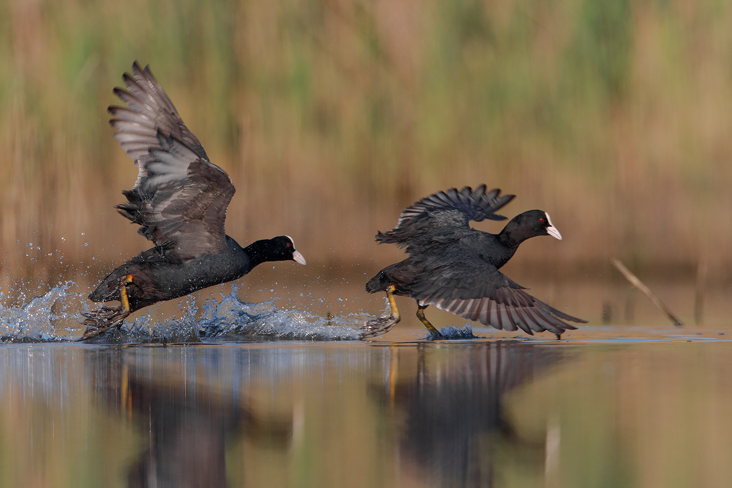 scappa fuggi e salva qualche cosa in te........