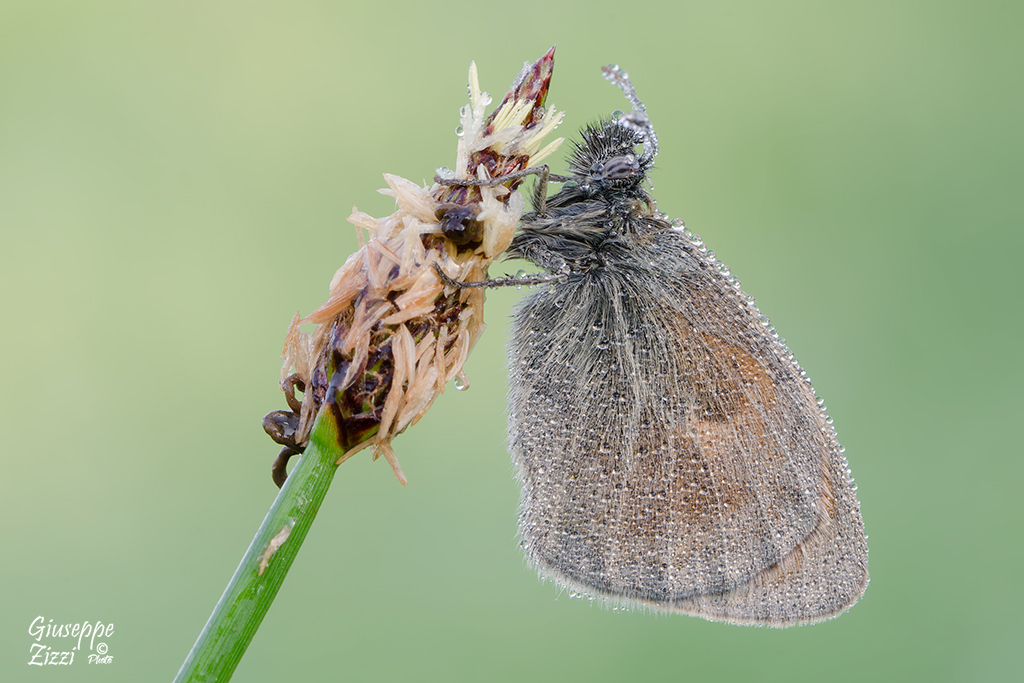 Coenonympha pamphilus