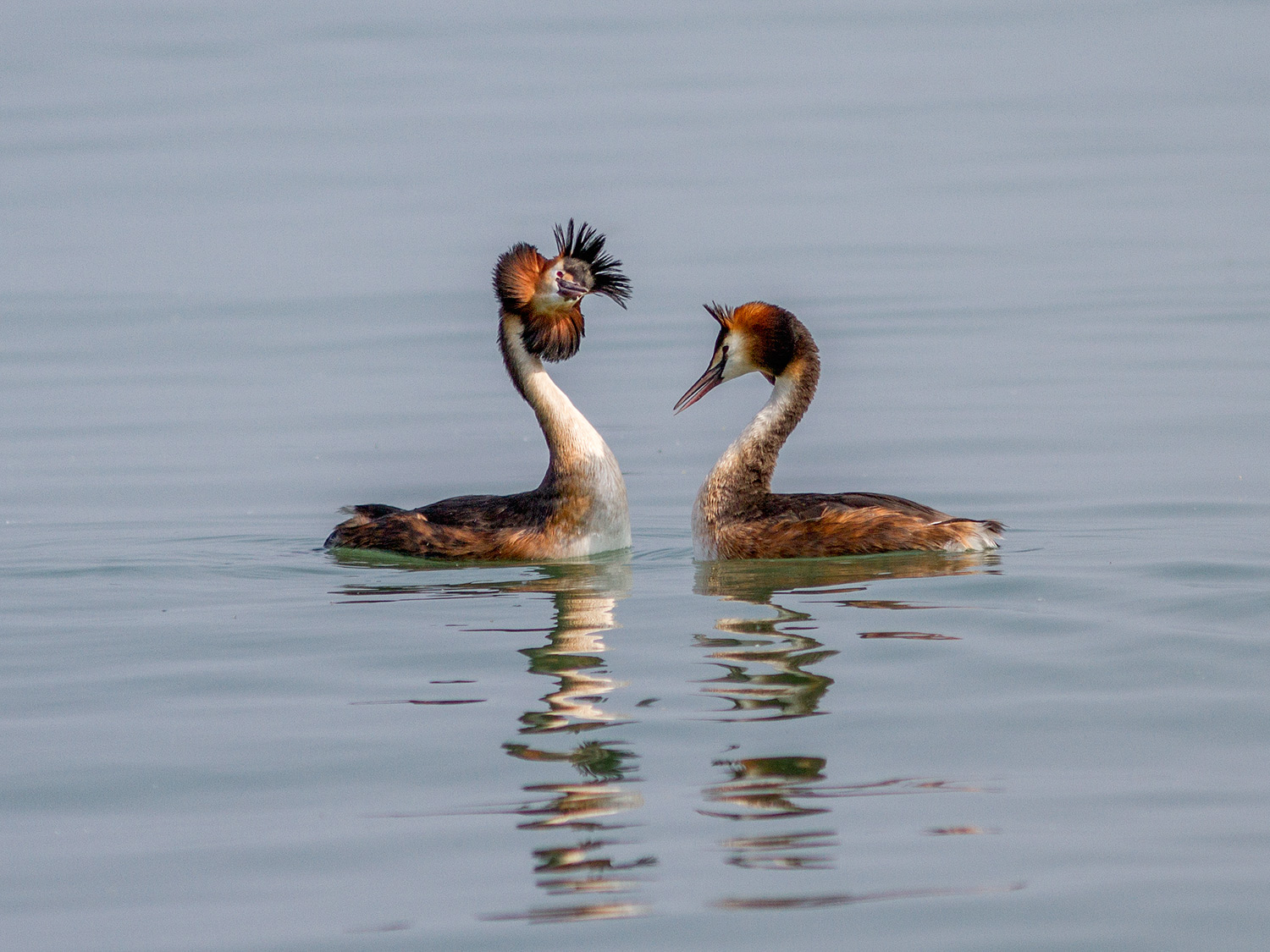 Svasso maggiore in corteggiamento