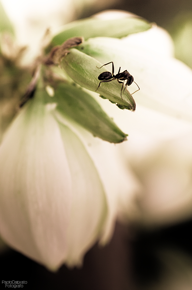 Non faccio foto di fiori