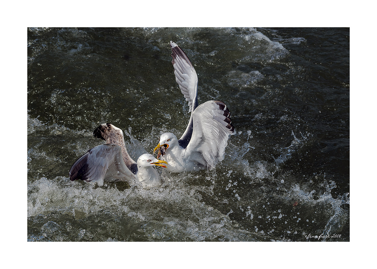 In lotta per il cibo