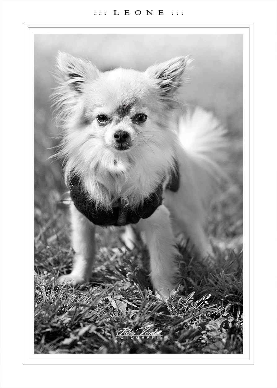 ::: L E O N E :::
