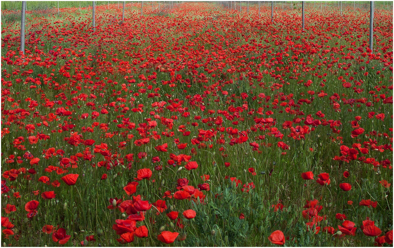 Papaveri fra i pioppi