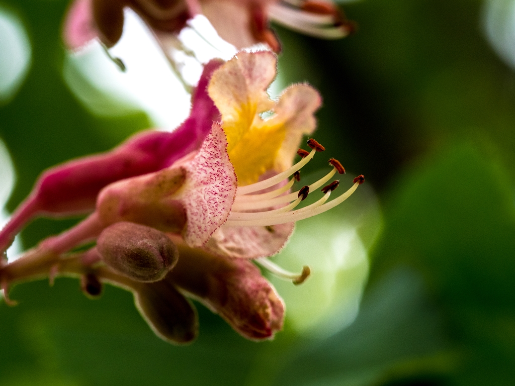 Prima macro della stagione