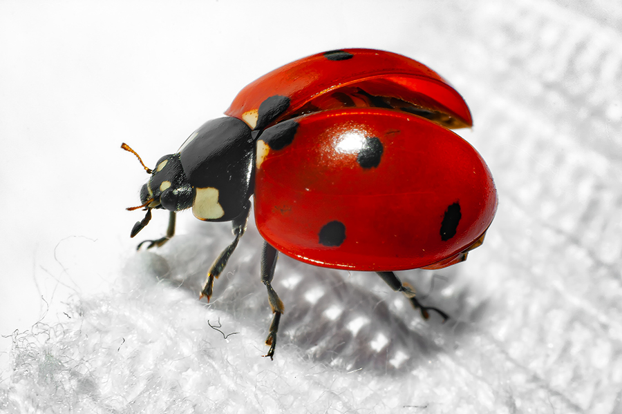 Coccinella