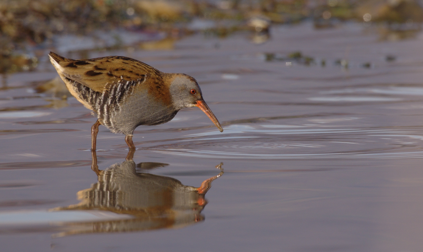 un post fuori stagione: porciglione