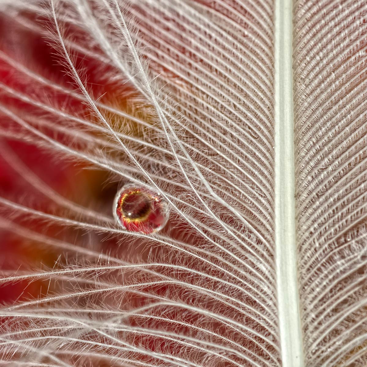 lacrima di un angelo..