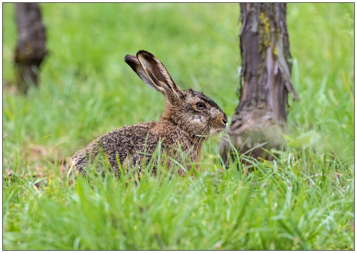 Lepre bagnata, lepre fortunata... speriamo!