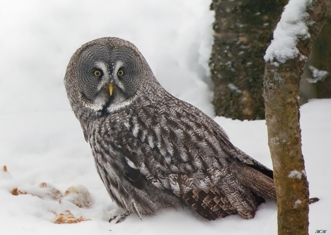 Allocco della Lapponia