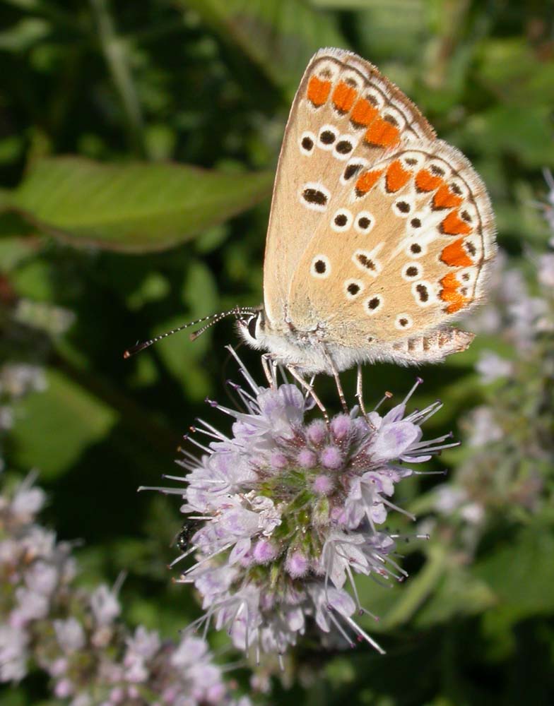 farfalla