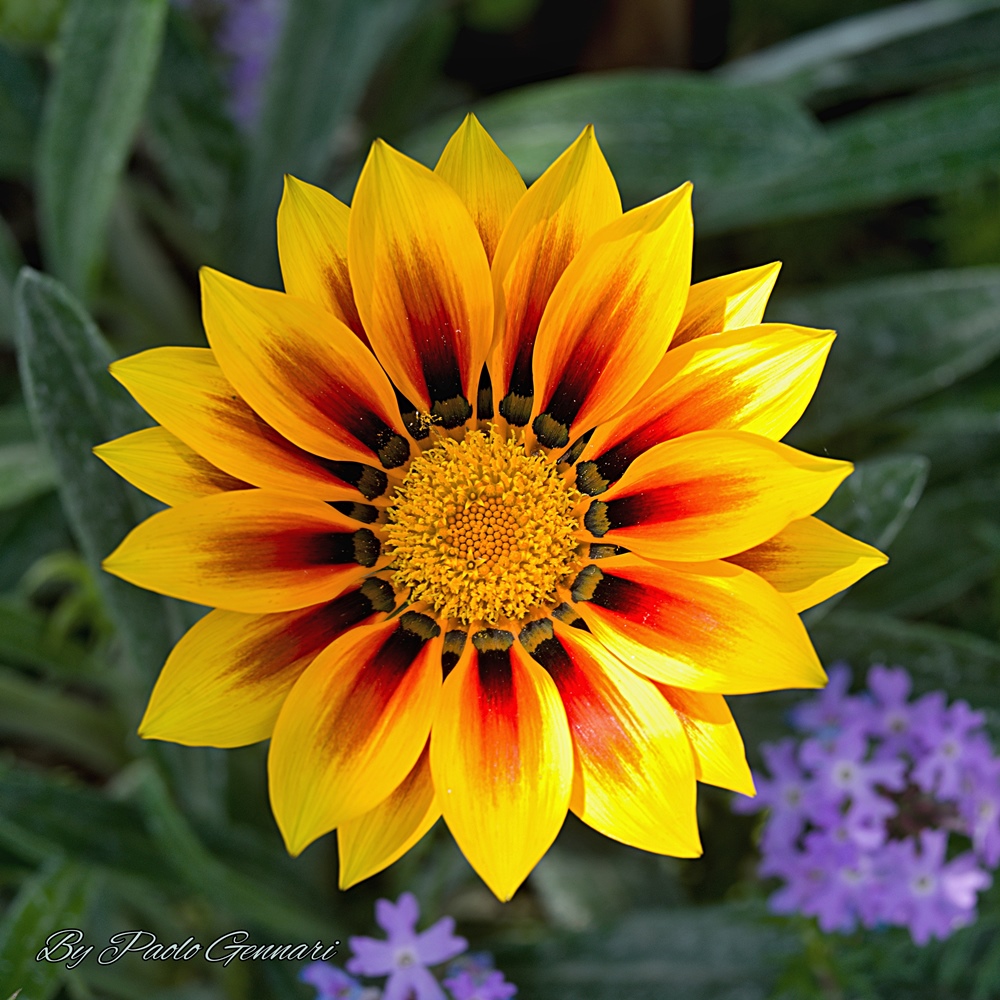 Gazania