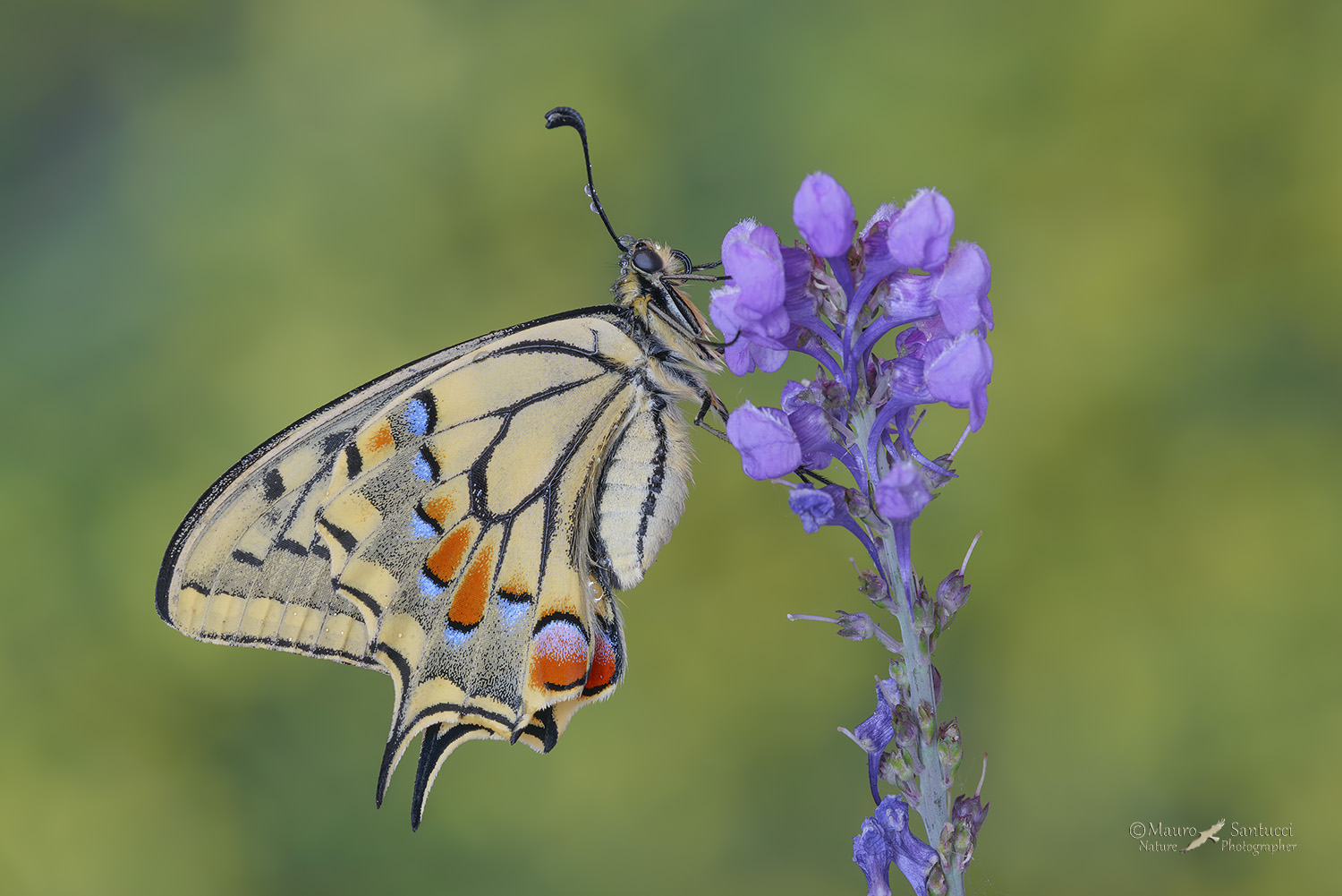 Macaone_Papilio machaon