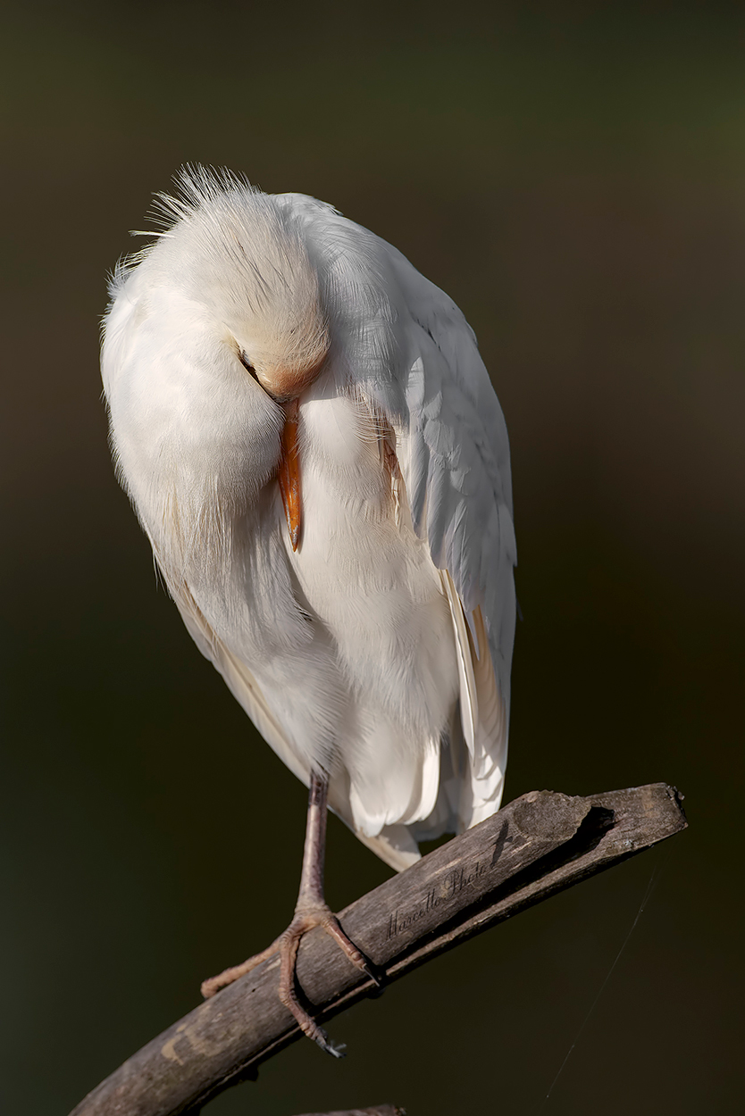 Ammantato dal sonno alle prime luci...