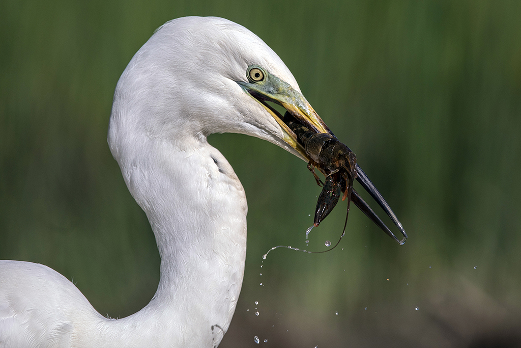 airone oasi di Campotto