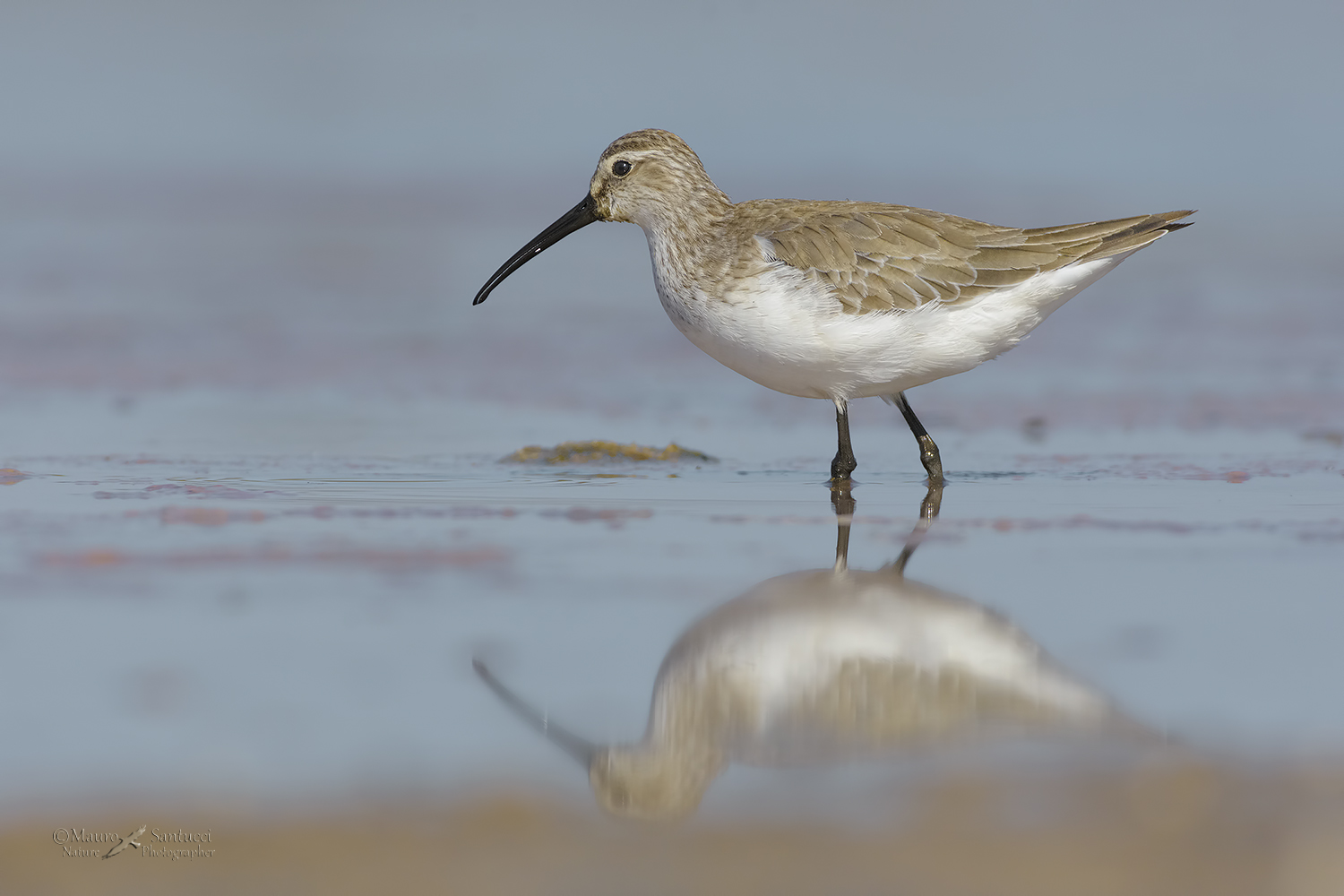 Piovanello comune_femmina_DSC4975