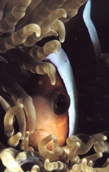 Amphiprion clarkii