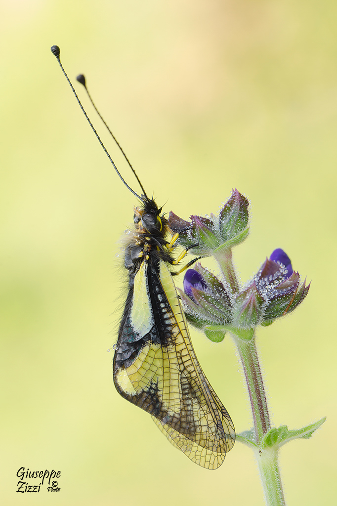 Libelloides coccajus