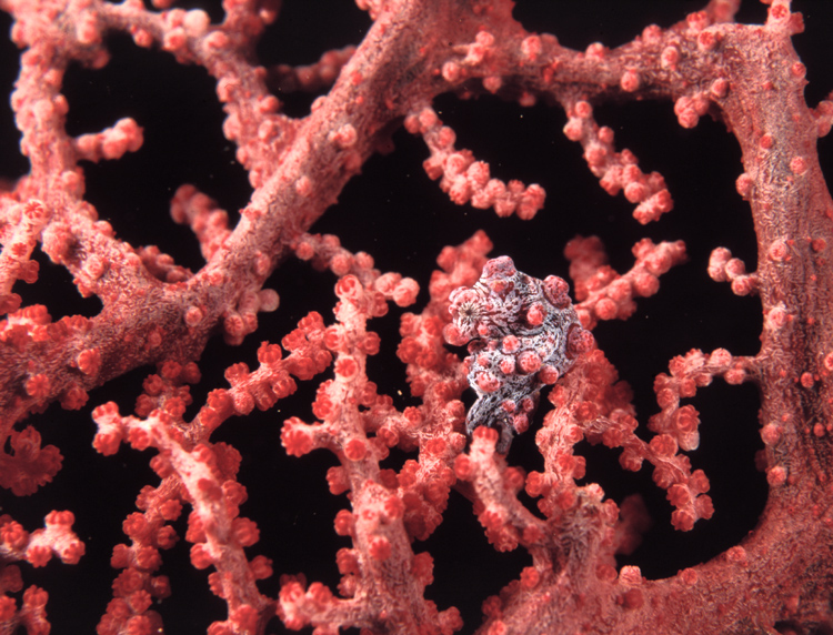 hyppocampus bargibanti