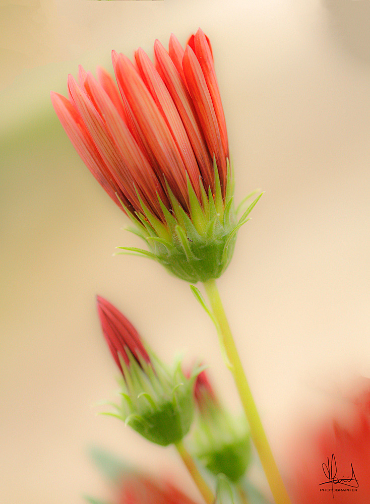 Sfumature di primavera